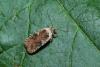 Agonopterix purpurea